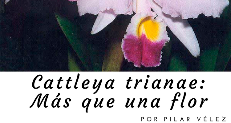 Cattleya trianae: Más que una flor