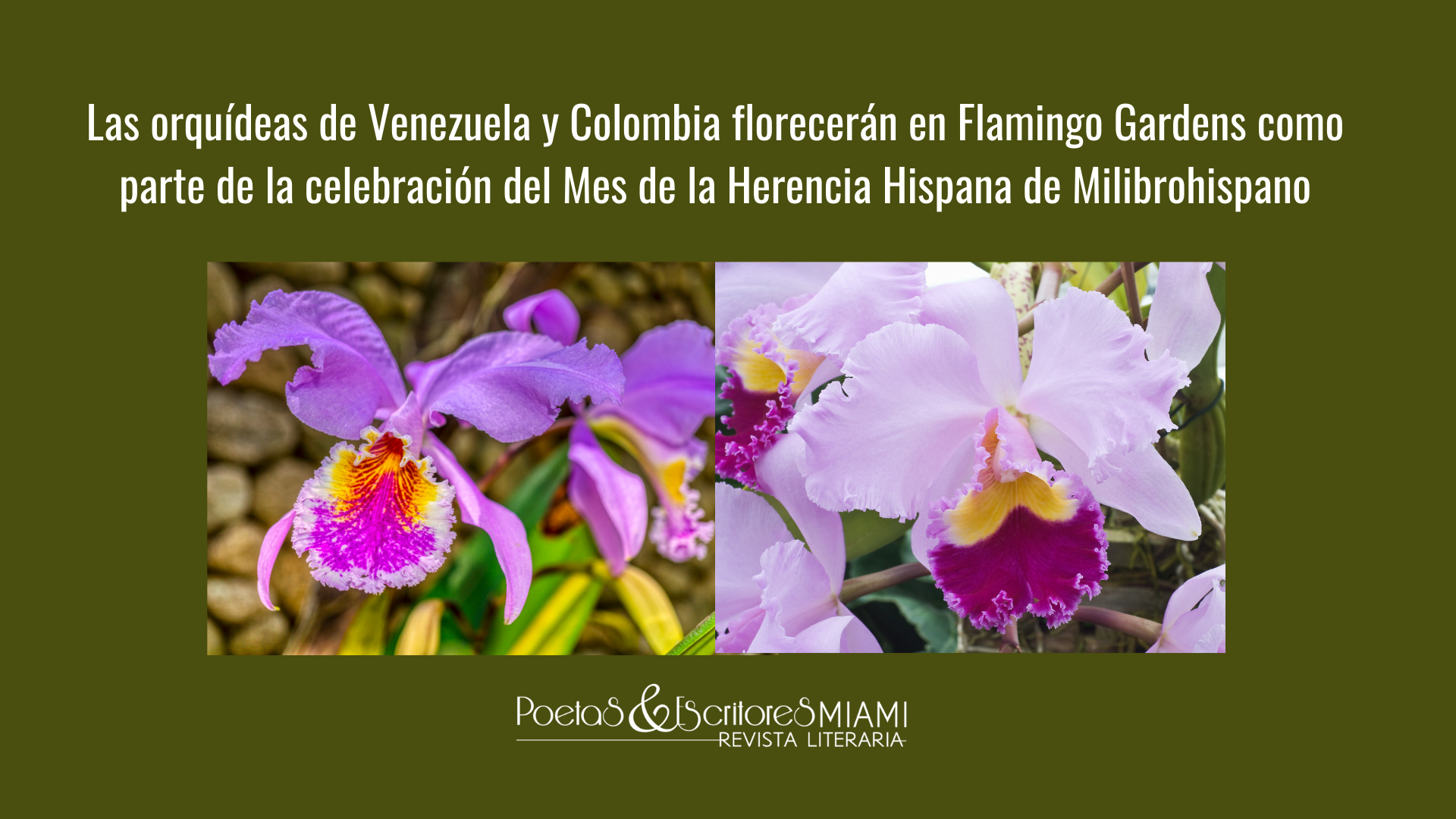 Las orquídeas de Venezuela y Colombia florecerán en Flamingo Gardens  durante la celebración del Mes de la Herencia Hispana 2025 de  Milibrohispano – Revista Literaria Poetas y Escritores Miami, image size:1920x1080